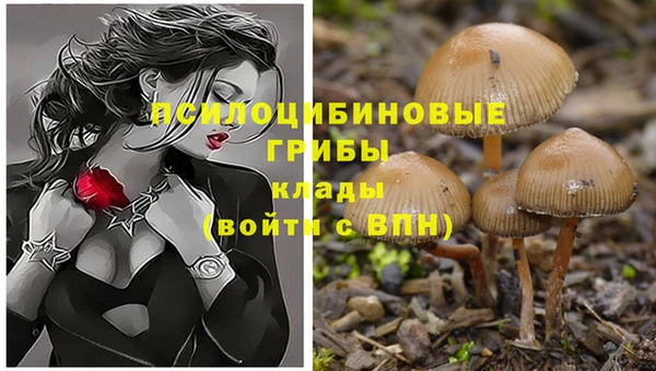 ГАЛЛЮЦИНОГЕННЫЕ ГРИБЫ Арсеньев
